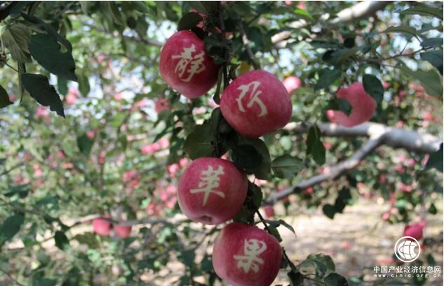 蘋果產業成為甘肅靜寧經濟發展“聚寶盆”