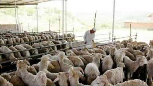 河南省試點畜牧產業“四體一保”融合服務新模式