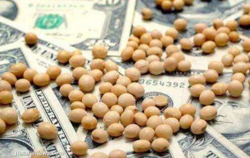 美國迎來大豆收獲季節，豆農卻憂心忡忡