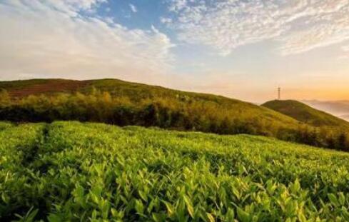 充足電能點亮“中國黑茶之鄉”產業振興之光