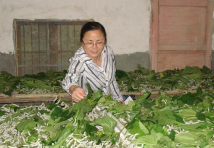 科技賦能農業 奉節正積極打造全國創新型智能蠶桑縣