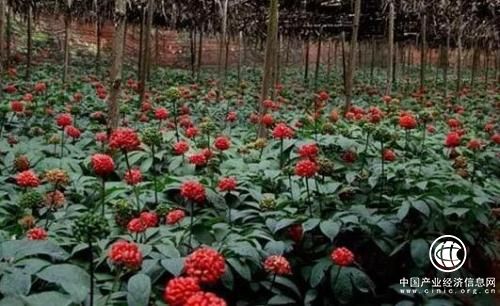 云南省文山州召力推三七產業高質量發展