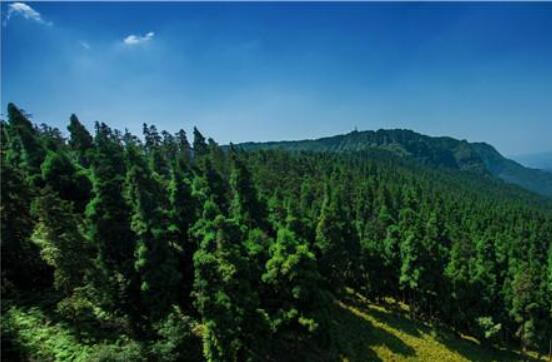 四川明確林業發展五年目標 力爭2022年森林覆蓋率超40%