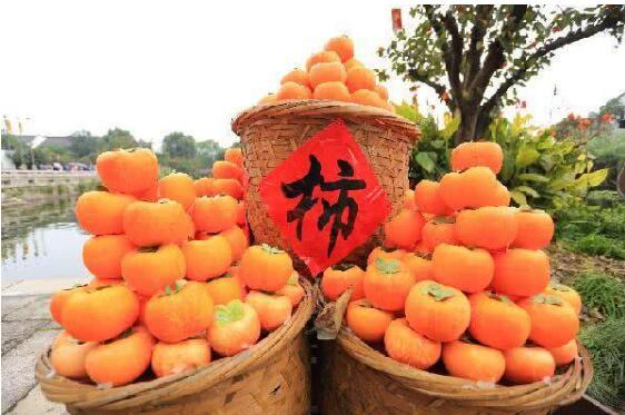 山西潞城區土腳村：“小柿子”變成富民“大產業”