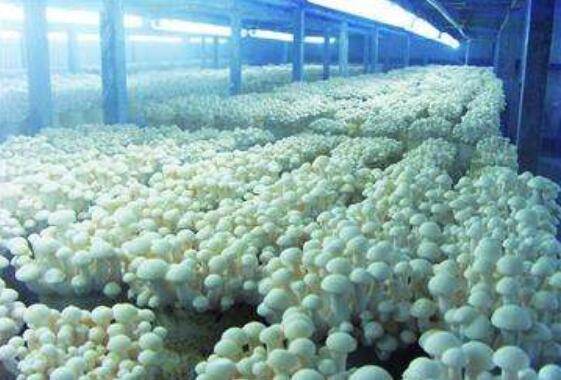 快速發展背后存隱憂 中國食用菌行業探尋升級路