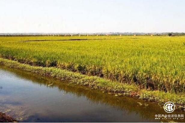 湖北省老河口市擬3年內發展稻漁共作面積10萬畝