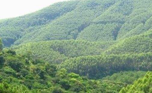 廣西融安：香杉產業建設譜寫發展新篇章