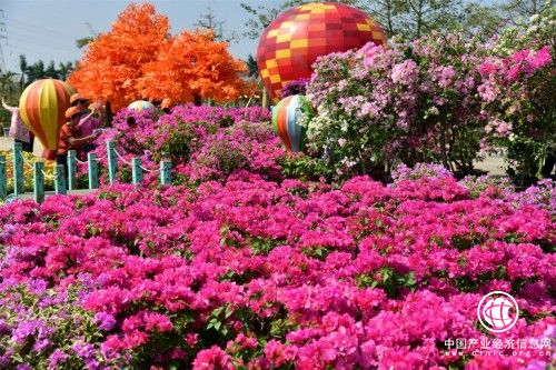 佛山盈香生態園嫁接出五色寶巾花，燦爛了整個秋天