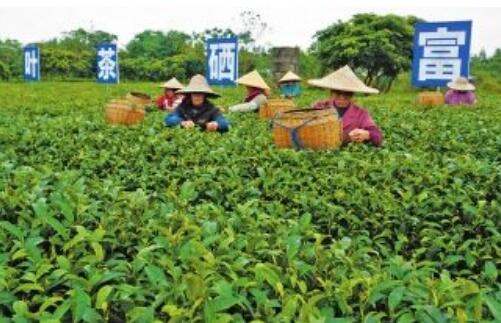 廣西早稻喜獲豐收 全年糧食播種面積任務超額完成