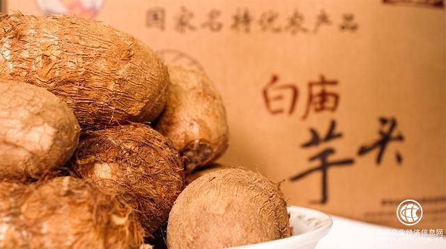 走進丨中國實干家江崇美和白廟芋頭