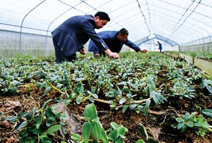 “輸血”式扶貧向產業扶貧轉變 能源企業力拓特色扶貧路