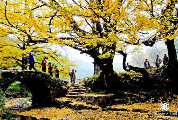 古銀杏之鄉妥樂：一個因“樹”走向國際舞臺的小山村