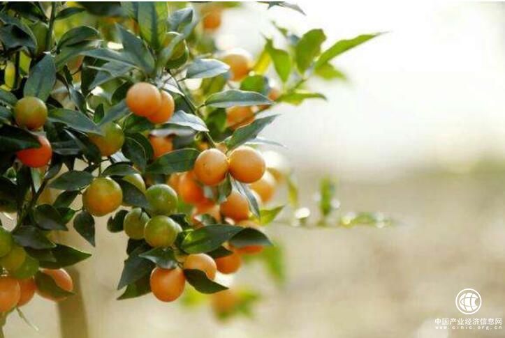 “中國金桔之鄉”廣西融安舉辦金桔文化旅游節