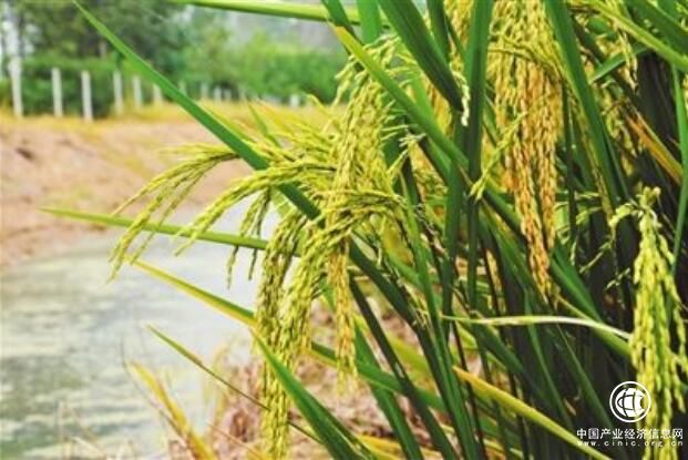 遼寧盤錦強力推進稻蟹種養模式發展