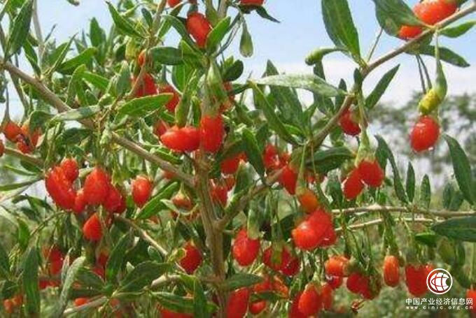 青海枸杞產業面臨三大發展難題