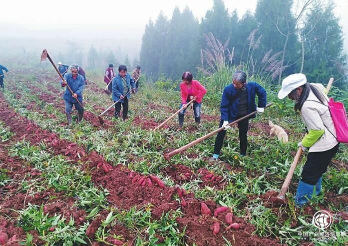 科技助力產業發展 四川甘薯高產高效栽培示范顯成效