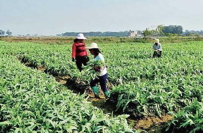 近期蔬菜價格上漲，到底咋回事？專家：9月上旬或回歸預期