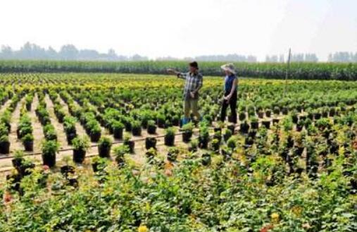 河南睢縣：脫貧產業興 村民致富忙