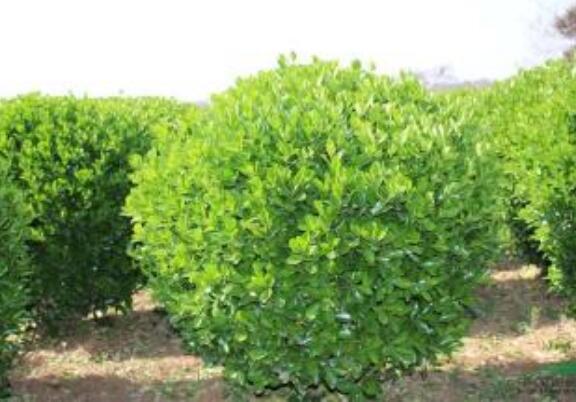 “中國黃楊之鄉”是如何打造的？