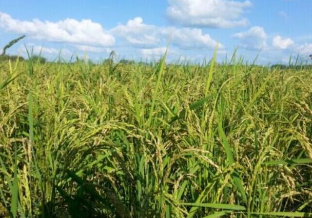 內蒙古興安盟全力創建中國草原生態稻米之都