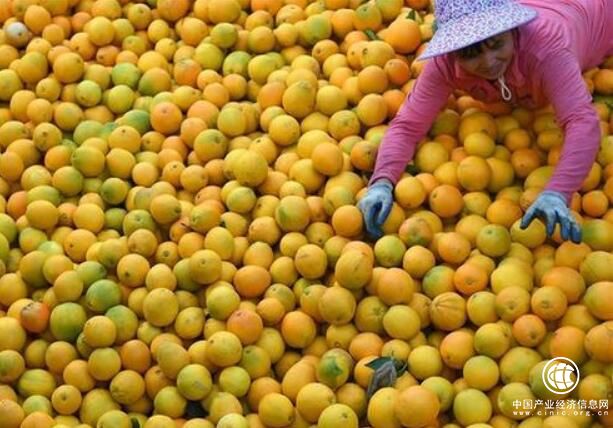 一顆臍橙繪就40年江西贛南老區百姓致富路