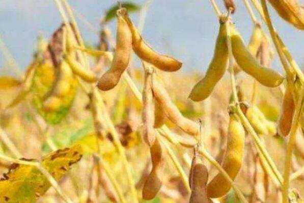 一顆豆價值有望翻百倍 黑龍江大豆如何變“金豆”？