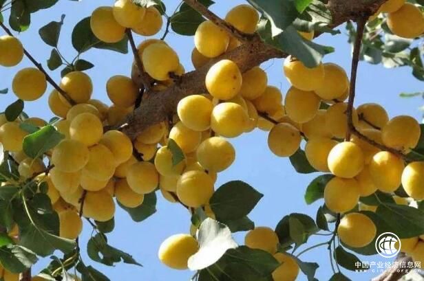 新疆輪臺：以白杏促脫貧助增收