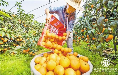 數字鄉村戰略幫助小農戶對接現代農業