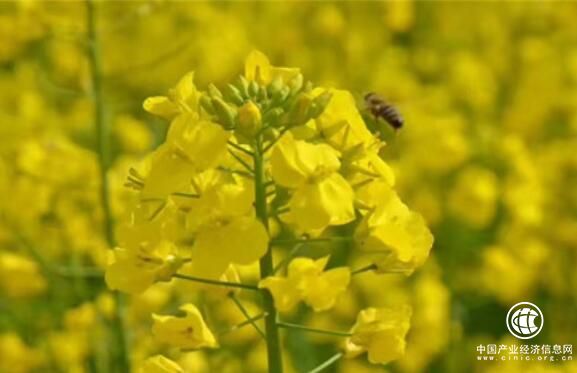 四川眉山東坡區被授予“中國蜂蜜之鄉”稱號