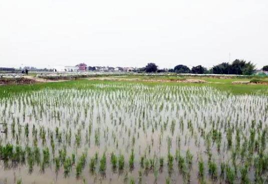 四川多地探索出“稻蝦共作”新路徑 助力實現穩糧增收