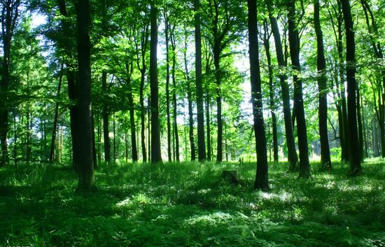 《歐盟森林戰略》實施加速森林可持續經營