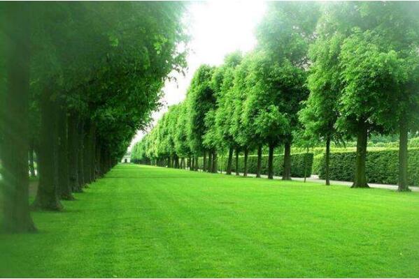 《廣東省城市綠化條例》時隔23年首次修訂，明年起施行