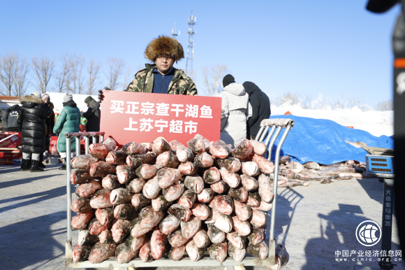 正宗查干湖胖頭魚上市了!蘇寧超市有賣!