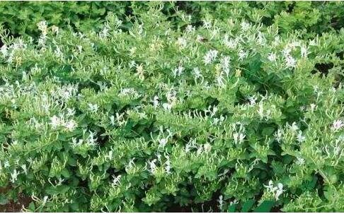 《道地藥材標準匯編》正式發布 助力道地藥材傳承與保護