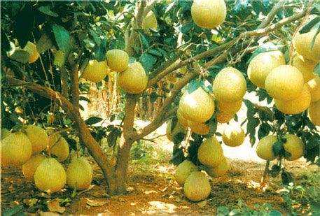 湖南著手實現農產品“身份證”管理