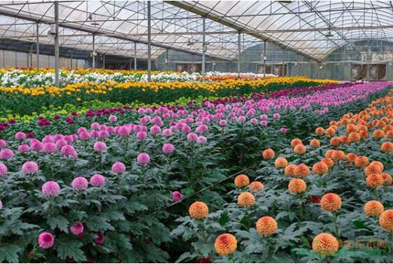 2022年我國花卉出口額創歷史新高  盆栽植物和鮮切花為主要出口種類
