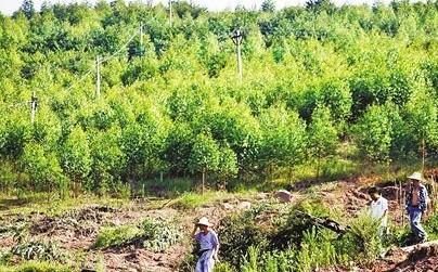 2018年重慶林業產業綜合產值達1200億元