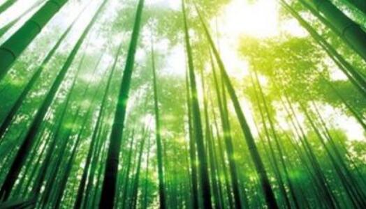 我國主導制定的首個竹子國際標準發布