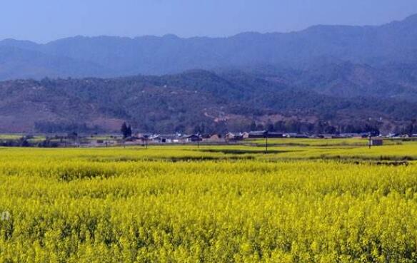 云南隴川：生態扶貧增進民生福祉