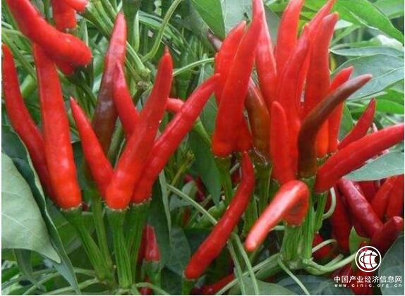 中國“辣椒之鄉”——安徽省阜南縣會龍鎮創新發展紀實