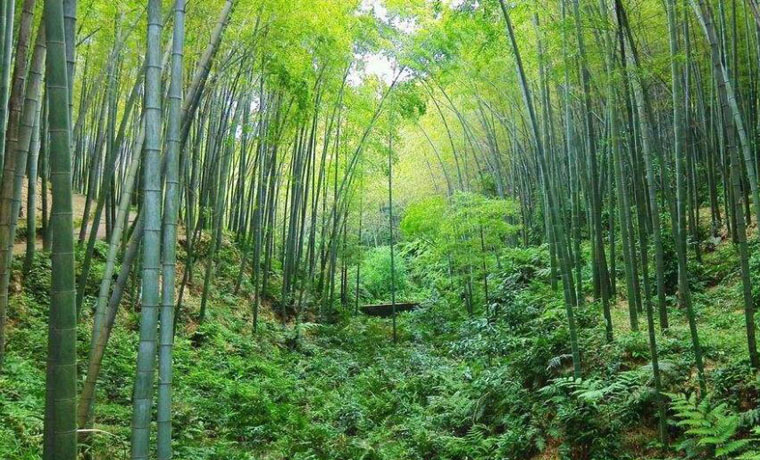 四川省林草局修訂印發林木品種審定辦法