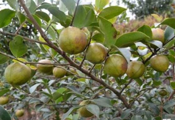 中國油茶，從千億級向萬億級邁進