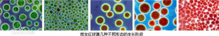 雨生紅球藻為何被譽為抗氧化革命性產品的溫床