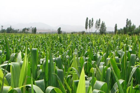 農業農村部：深入推進種植結構調整 增加緊缺產品供給