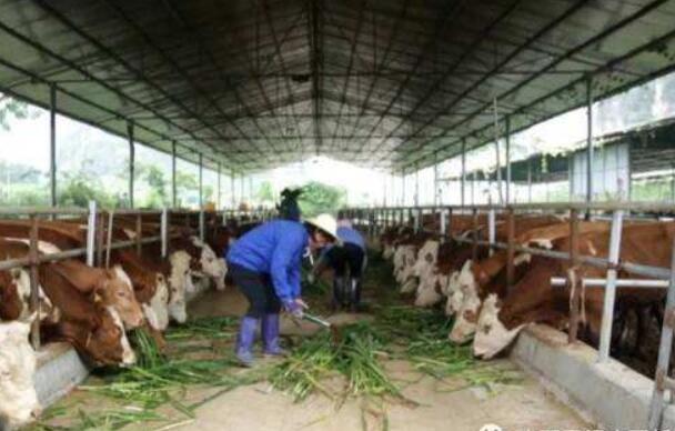 廣西出臺系列政策 助力極度貧困地區脫貧攻堅