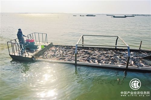 《關于加快推進水產養殖業綠色發展的若干意見》出臺