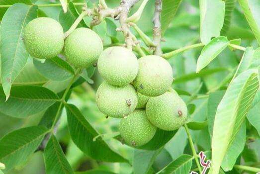 云南省會澤縣把核桃做成山區致富大產業