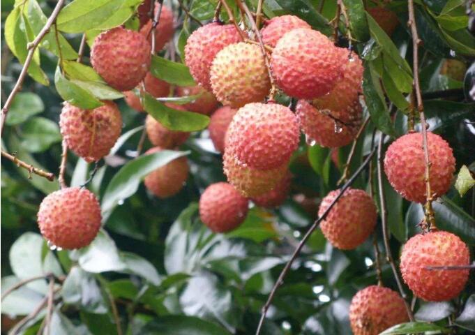 一顆小荔枝撬動百億元 “千年荔鄉”如何實現縣域振興？