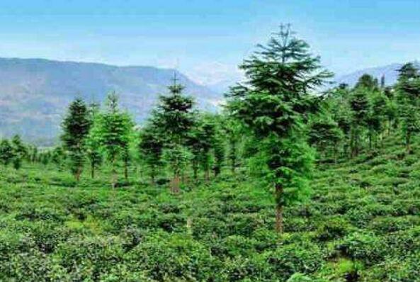 國家林草局：2024年林草行業中央定點幫扶工作計劃全面完成