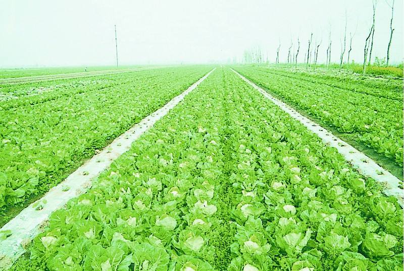 湖北嘉魚調整傳統種植結構實現農業增產增收